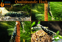 Lade das Bild in den Galerie-Viewer, Schwarze Galaxy Fishbone Garnele | Skyfish Stamm | Caridina sp. im Aquarium - Qualität Hoch