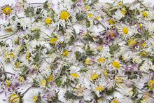 Lade das Bild in den Galerie-Viewer, Gänseblümchen Blüten getrocknet | Premium Qualität