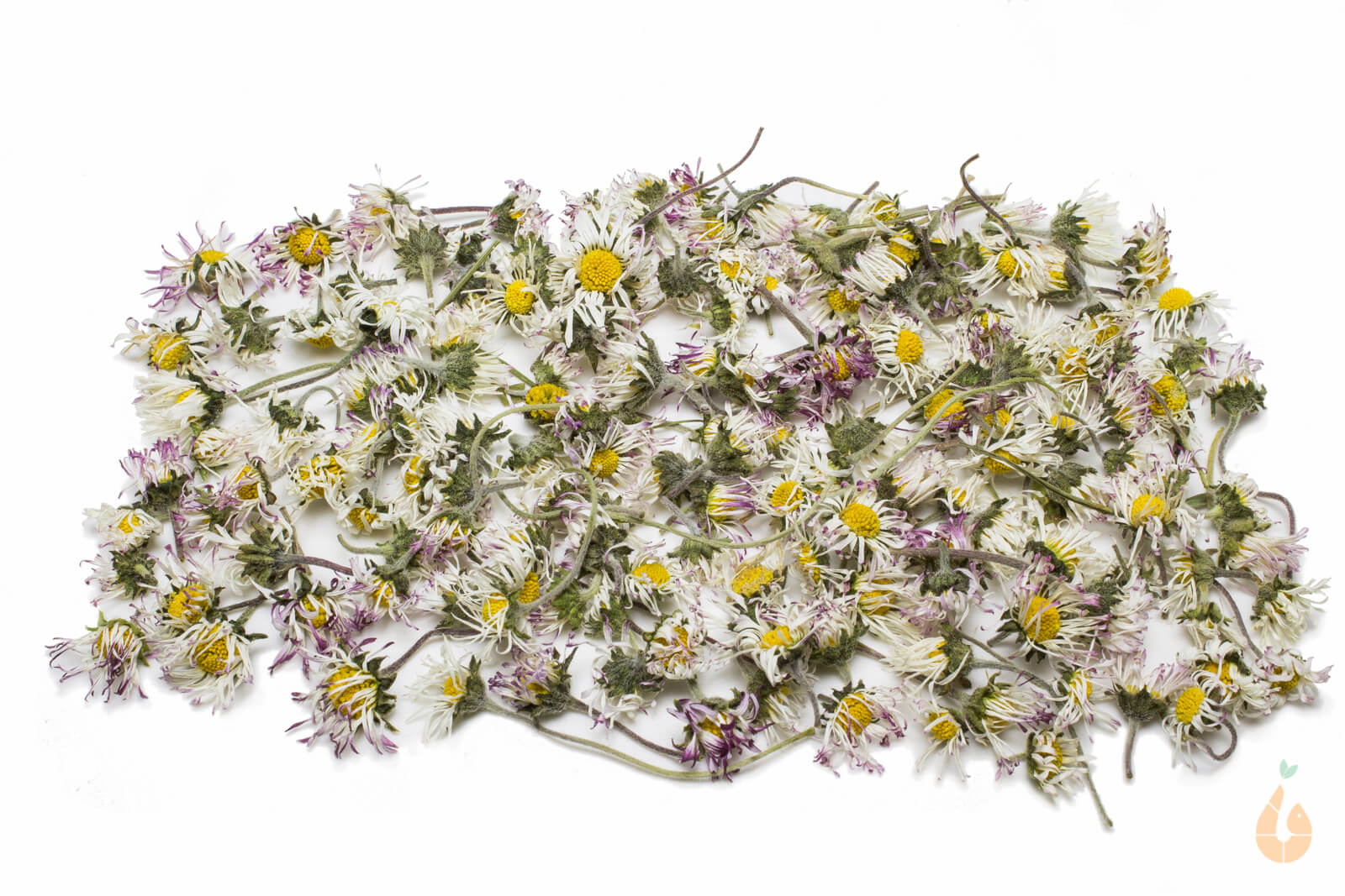 Gänseblümchen Blüten getrocknet