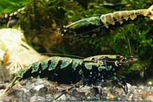 Lade das Bild in den Galerie-Viewer, Schwarze Galaxy Fishbone Garnele | Skyfish Stamm | Caridina sp. im Nano Aquarium