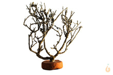Lade das Bild in den Galerie-Viewer, Garnelenbaum Nr.307 | 9x11x5cm (BxHxT)