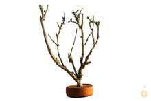 Lade das Bild in den Galerie-Viewer, Garnelenbaum Nr.308 | 9x12x6cm (BxHxT)