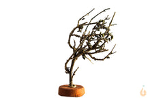 Lade das Bild in den Galerie-Viewer, Garnelenbaum Nr.311 | 8x12x7cm (BxHxT)