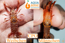 Lade das Bild in den Galerie-Viewer, Oranger Zwergflusskrebs CPO | Cambarellus patzcuarensis orange Männchen Weibchen Geschlechtsunterschied