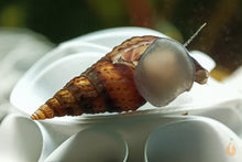 Lade das Bild in den Galerie-Viewer, Gestreifte Noppen Turmdeckelschnecke | Gestreifte TDS | Tarebia sp. - Rarität an der Aquariumscheibe