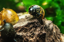 Lade das Bild in den Galerie-Viewer, Geweihschnecke / Hörnchenschnecke Bunt | Clithon Corona im Nano Aquarium