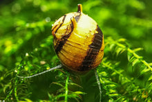Lade das Bild in den Galerie-Viewer, Geweihschnecke / Hörnchenschnecke Gelb-Schwarz | Clithon Corona "black & gold" auf Aquarium Moos