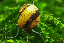 Lade das Bild in den Galerie-Viewer, Geweihschnecke / Hörnchenschnecke Gelb-Schwarz | Clithon Corona "black & gold" im Aquarium