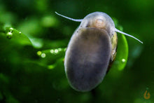 Lade das Bild in den Galerie-Viewer, Geweihschnecke / Hörnchenschnecke Gelb-Schwarz | Clithon Corona "black & gold" Makro