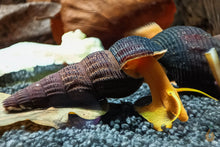 Lade das Bild in den Galerie-Viewer, Goldene Turmdeckelschnecke | TDS Gold | Tylomelania scalariopas "Golden" im Nano Aquarium