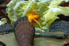 Lade das Bild in den Galerie-Viewer, Goldene Turmdeckelschnecke | TDS Gold | Tylomelania scalariopas "Golden" im Aquascaping Aquarium