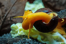 Lade das Bild in den Galerie-Viewer, Goldene Turmdeckelschnecke | TDS Gold | Tylomelania scalariopas "Golden" im Aquascape Aquarium