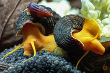 Lade das Bild in den Galerie-Viewer, Goldene Turmdeckelschnecke | TDS Gold | Tylomelania scalariopas "Golden" mit Babyschnecke im Aquarium / Zucht