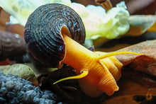 Lade das Bild in den Galerie-Viewer, Goldene Turmdeckelschnecke | TDS Gold | Tylomelania scalariopas "Golden" im Aquarium