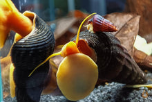 Lade das Bild in den Galerie-Viewer, Goldene Turmdeckelschnecke | TDS Gold | Tylomelania scalariopas "Golden" Nachzucht / Vermehrung im Aquarium