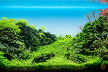 Lade das Bild in den Galerie-Viewer, Kuba Perlkraut | Hemianthus callitrichoides 'Cuba' HCC | In Vitro Aquariumpflanze im Aquasacpe Aquarium