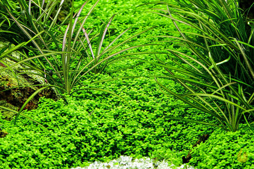 Kuba Perlkraut | Hemianthus callitrichoides 'Cuba' HCC | In Vitro Aquariumpflanze im Aquarium