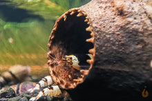 Lade das Bild in den Galerie-Viewer, Black Bee Assa mini Garnele in einer Hornkapsel / Savuschote | Natürliche Höhle / Unterschlupf