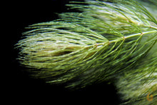 Lade das Bild in den Galerie-Viewer, Raues Hornkraut / Hornblatt | Ceratophyllum demersum "Foxtail"