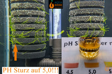 Lade das Bild in den Galerie-Viewer, PH Sturz auf 5,0, als Indikator Raues Hornkraut / Hornblatt | Ceratophyllum demersum "Foxtail"