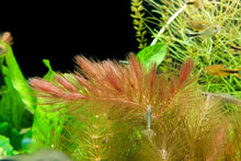 Lade das Bild in den Galerie-Viewer, Raues Hornkraut / Hornblatt | Ceratophyllum demersum "Foxtail" mit Fischen und Amano Garenlen