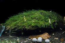 Lade das Bild in den Galerie-Viewer, Driftwood Wurzel mit Moos aufgebunden im Aquarium