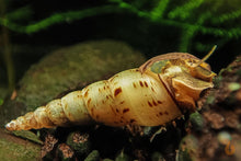 Lade das Bild in den Galerie-Viewer, Indische / Malaiische Turmdeckelschnecke | TDS Indisch | Melanoides tuberculata im Aquarium