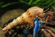 Lade das Bild in den Galerie-Viewer, Indische / Malaiische Turmdeckelschnecke | TDS Indisch | Melanoides tuberculata im Nano Aquarium
