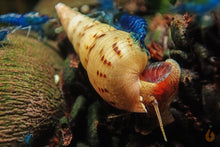 Lade das Bild in den Galerie-Viewer, Indische / Malaiische Turmdeckelschnecke | TDS Indisch | Melanoides tuberculata im Aquarium
