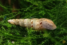 Lade das Bild in den Galerie-Viewer, Indische / Malaiische Turmdeckelschnecke | TDS Indisch | Melanoides tuberculata im Aquarium Moos