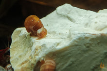 Lade das Bild in den Galerie-Viewer, Weißer Kalkstein | 1kg | Härtet das Wasser auf mit PHS Schnecken