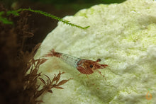 Lade das Bild in den Galerie-Viewer, Weißer Kalkstein | 1kg | Härtet das Wasser auf mit Roter Red Rili Garnele