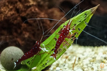 Lade das Bild in den Galerie-Viewer, Spitzwegerich Blätter getrocknet | Premium Qualität mit Kardinal Garnelen im Aquarium