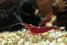 Lade das Bild in den Galerie-Viewer, Kardinalsgarnele - Kardinal Garnele | Caridina dennerli