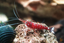Lade das Bild in den Galerie-Viewer, Kardinalsgarnele - Kardinal Garnele | Caridina dennerli
