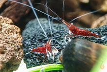 Lade das Bild in den Galerie-Viewer, Kardinalsgarnele - Kardinal Garnele | Caridina dennerli