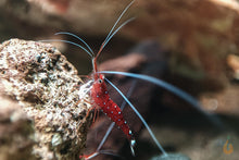 Lade das Bild in den Galerie-Viewer, Kardinalsgarnele - Kardinal Garnele | Caridina dennerli