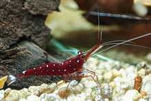 Lade das Bild in den Galerie-Viewer, Kardinalsgarnele - Kardinal Garnele | Caridina dennerli