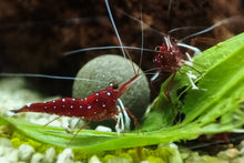 Lade das Bild in den Galerie-Viewer, Spitzwegerich Blätter getrocknet | Premium Qualität mit Kardinal Garnelen im Aquarium