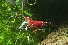 Lade das Bild in den Galerie-Viewer, Kardinalsgarnele - Kardinal Garnele | Caridina dennerli