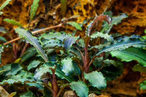 Bucephalandra sp. ’Kedagang’ | Aquariumpflanze im Aquarium