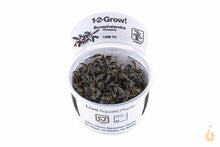 Lade das Bild in den Galerie-Viewer, Tropica - Bucephalandra sp. ’Kedagang’ | In Vitro Aquariumpflanze - Rarität