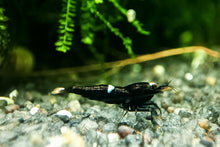 Lade das Bild in den Galerie-Viewer, Schwarze King Kong Garnele | Taiwan Bee | Caridina sp. "Black King Kong" im Nano Aquarium