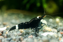 Lade das Bild in den Galerie-Viewer, Schwarze King Kong Garnele | Taiwan Bee | Caridina sp. "Black King Kong" im Aquarium