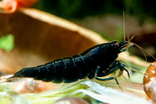 Lade das Bild in den Galerie-Viewer, Schwarze King Kong Extreme Garnele | Caridina sp. "Black King Kong Full Black"