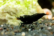 Lade das Bild in den Galerie-Viewer, Schwarze King Kong Extreme Garnele | Caridina sp. "Black King Kong Full Black" im Nano Aquarium