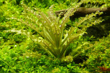 Lade das Bild in den Galerie-Viewer, Kleiner Wasserstern | Pogostemon helferi | In Vitro Aquariumpflanze