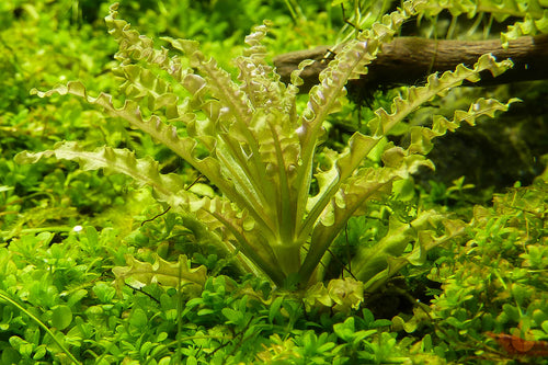 Kleiner Wasserstern | Pogostemon helferi | In Vitro Aquariumpflanze
