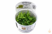 Lade das Bild in den Galerie-Viewer, Tropica - Kleiner Wasserstern | Pogostemon helferi | In Vitro Aquariumpflanze