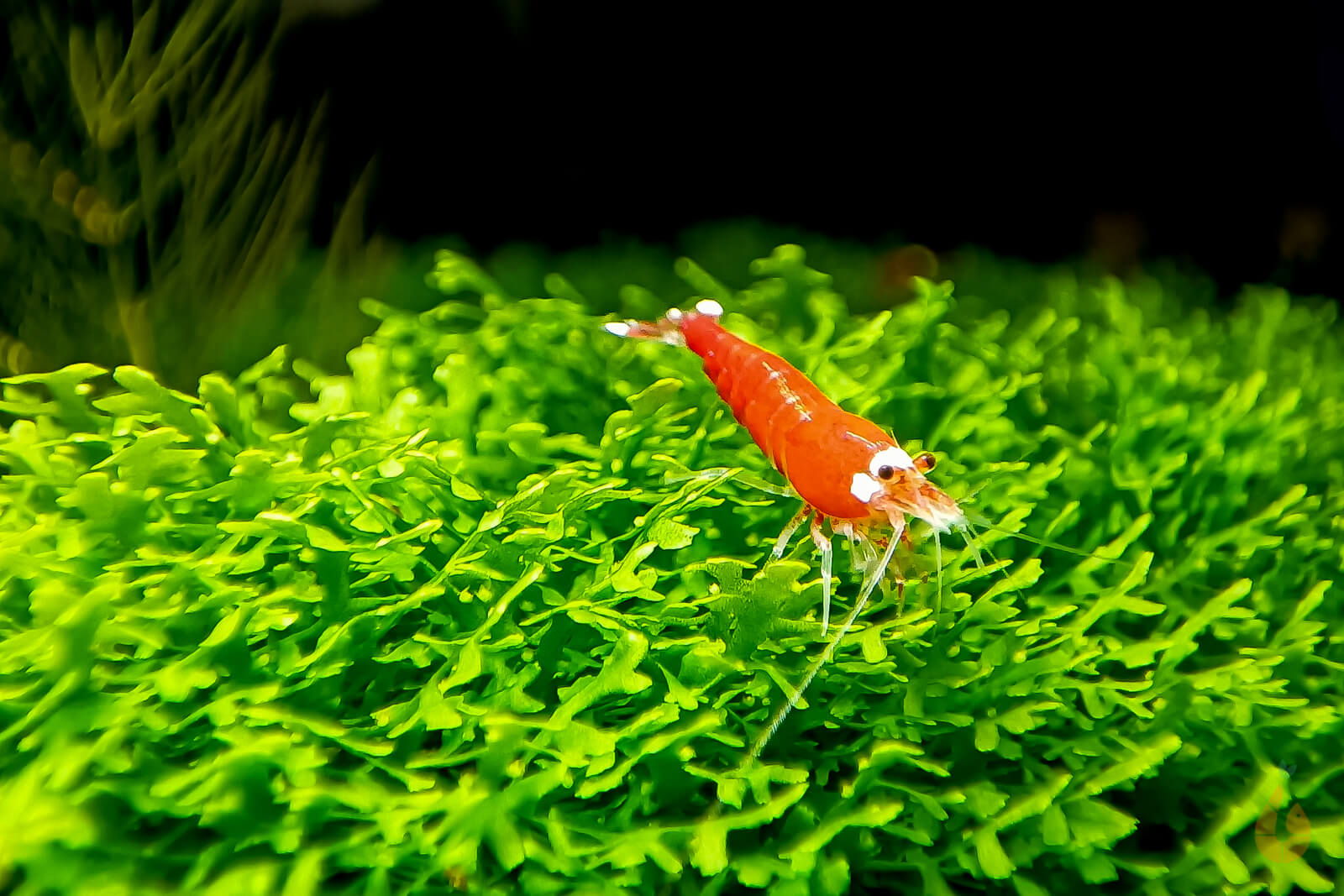 Korallenmoos / Korallen Moos | Riccardia 